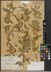 Foto von Salix alba L. x Salix fragilis L.